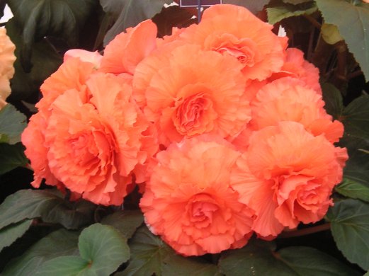 B. ‘Jenny Barclay’